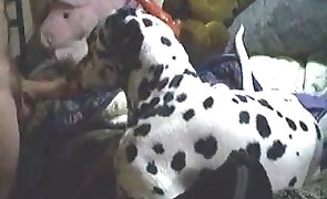 hardcore zoo porn, animal fuck porn