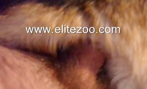 dog sex, animal fucking