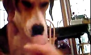 hardcore zoo porn, sex with animals