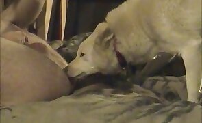 guy fucks animal, animal fuck porn