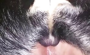 Loira gostosa e novinha metendo de ladinho com esse sortudo da porra que afunda a vara nela - dog sex, sex with animals