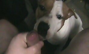 dog sex, sex with animals