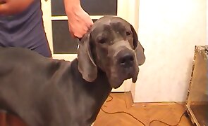 hardcore zoo porn, free animal porn